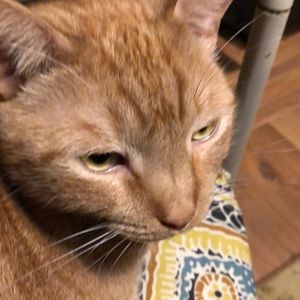 Meet your Posher, Ella